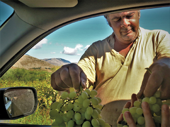 A grape farmer from Crete offers two clusters from his vineyard as a gift. — J. Nelson Kraybill