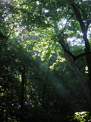 Light shaft through the forest