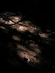Pine bed on the forest floor
