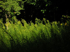 Grasses in the light