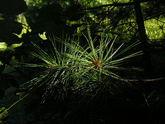 Pine needles in darkness