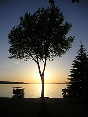 Tree and Sunset