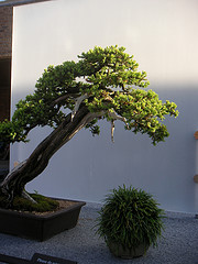 Bonsai
