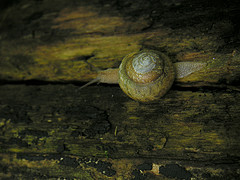 Snail on a log
