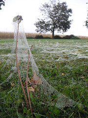 Dew on the Cobwebs