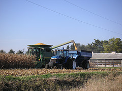Harvesting Corn