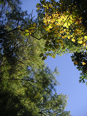 Evergreen and Deciduous