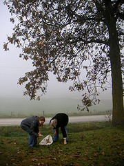 Picking up hickory nuts