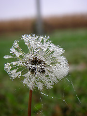 Dew on a dandelion