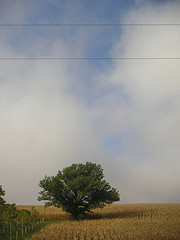 Sky, Corn and Tree