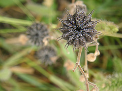 Dewy Mystery seedpod