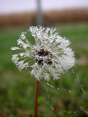 Icy dew on Dandilion