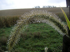 Dew on Head of Grass