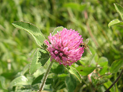 Fly on Flower