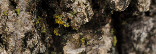 Tree bark canyons by you.
