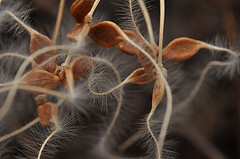 Seeds wait for spring