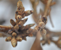 Bush Buds