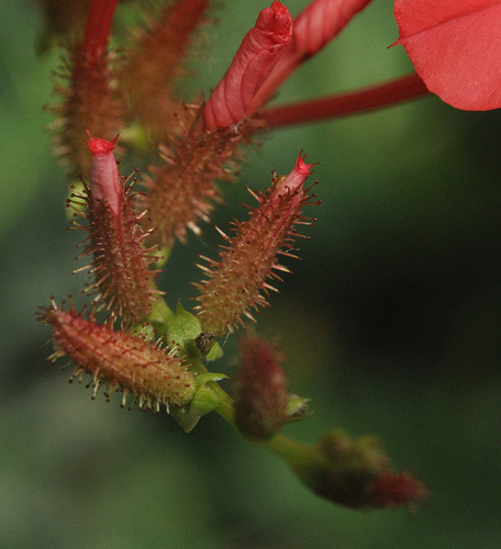 Flower, Detail #1 by you.