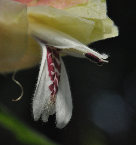 Flower, Detail #2 by you.