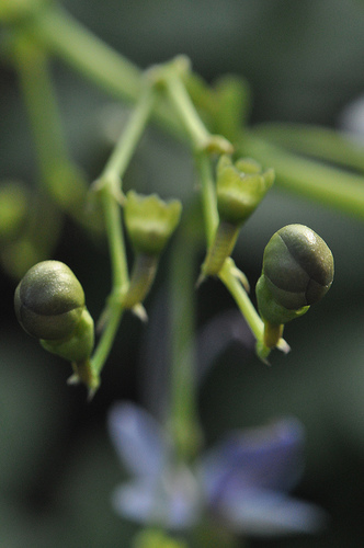 Flower, Detail #3 by you.