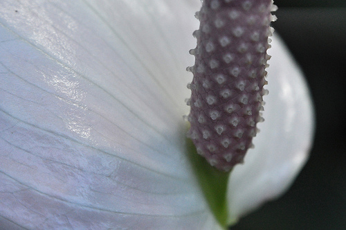 Flower, Detail #4 by you.