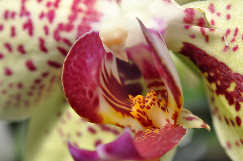 Flower, Detail #5 by you.