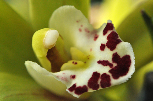 Flower, Detail #6 by you.