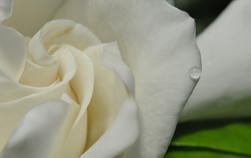 Flower, Detail #7 by you.