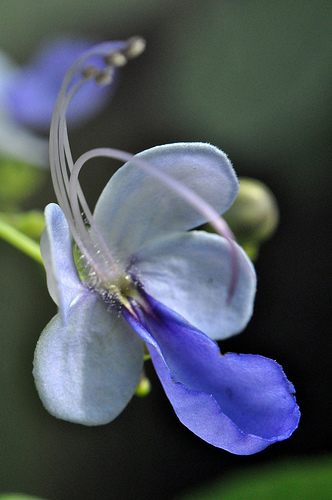 Flower, Detail #8 by you.