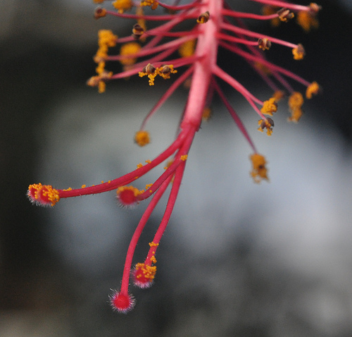 Flower, Detail #9 by you.