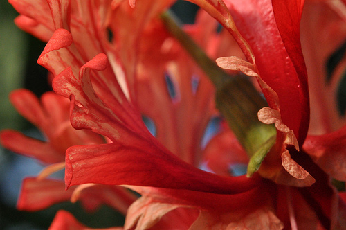 Flower, Detail #10 by you.