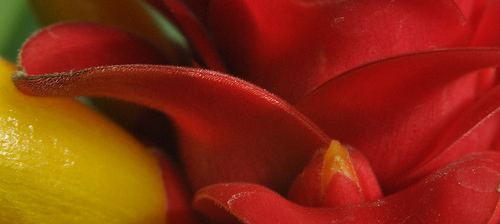 Flower, Detail #11 by you.