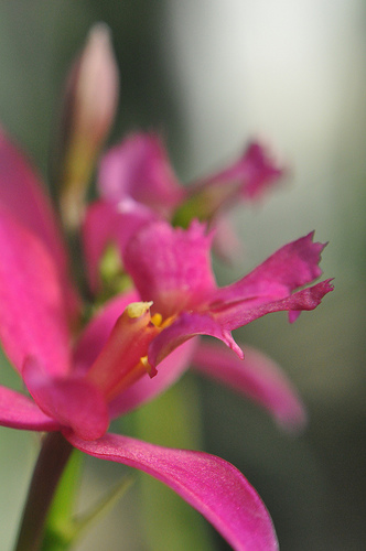 Flower, Detail #12 by you.