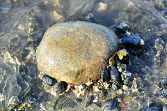 Skagit Bay beach up close #4