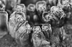 Skagit Bay beach up close #2