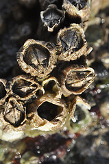 Skagit Bay beach up close #1