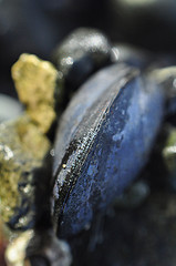 Skagit Bay beach up close #3