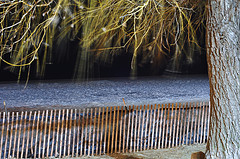 Tree branches wave over ice