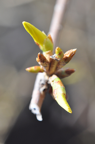 Forsythia buds 3