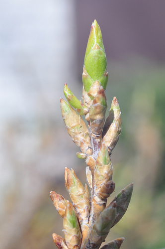 Forsythia buds 2