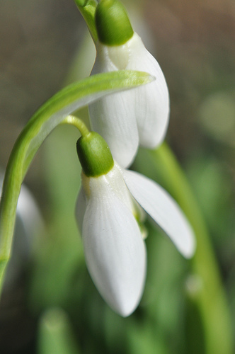 Snow drops