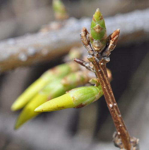 Forsythia buds