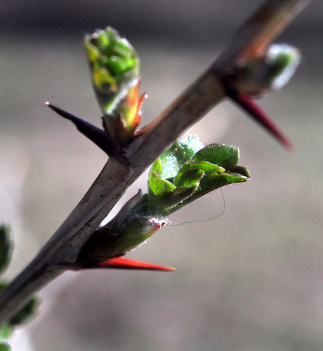 Buds and thorns