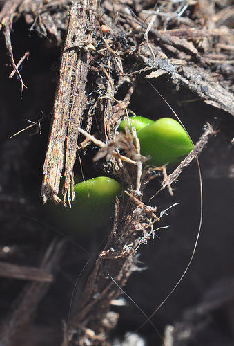 Buds through mulch